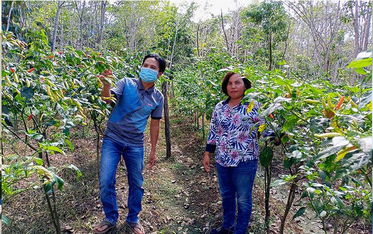 Kelompok Tani Damuran Subur Desa Pianggu Kembangkan Budidaya Cabai Rawit