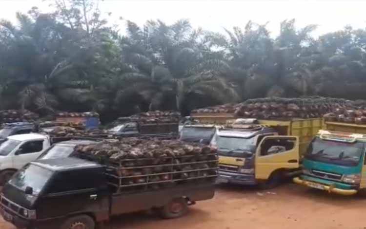 Pemda Harus Bantu Intervensi Harga TBS