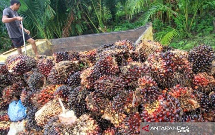 Pemerintah Perlu Serap Produk Sawit dari Petani Kecil