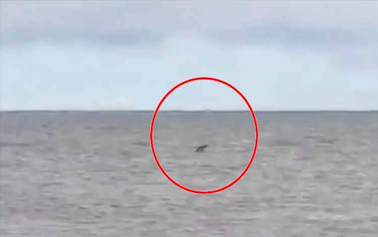 Waspada! Buaya Muara Berkeliaran Sekitar Pantai Kalap