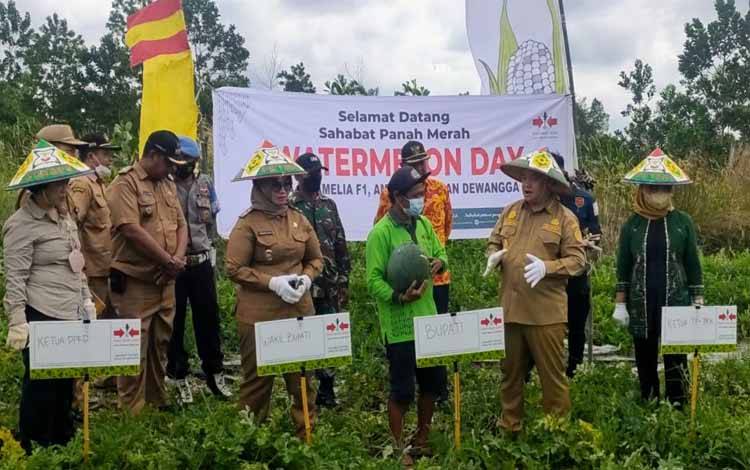 Panen Semangka di Telawang, Bupati Kotim: Saya Senang Melihatnya Besar-Besar