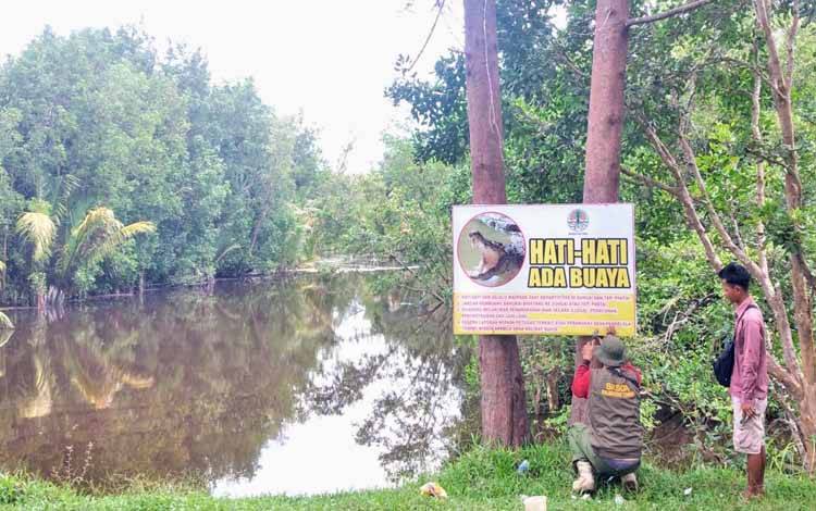 Buaya Berkeliaran di Pantai Kalap Diduga Berasal dari Sungai Purun