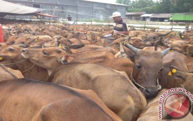 Kementan: Stok Ternak untuk Idul Adha 2022 Tetap Aman