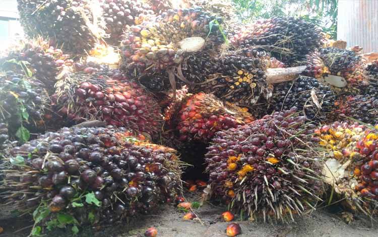 Sawit milik petani usai dipanen