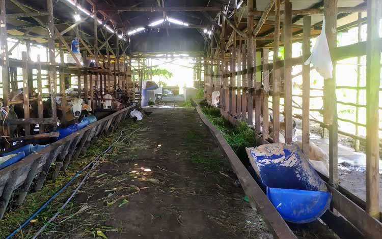 Stok Sapi Potong di Sampit Menipis dan Diperkirakan Habis dalam Sebulan Ini