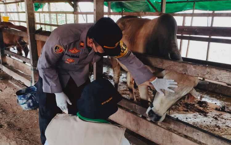 Polsek Pangkalan Banteng Dampingi Pemeriksaan Penyebaran Wabah PMK pada Puluhan Ekor Sapi