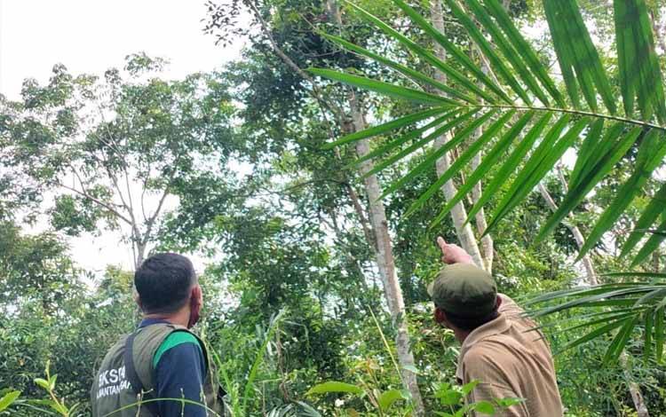 Warga Laporkan Keberadaan Orangutan di Desa Batuah