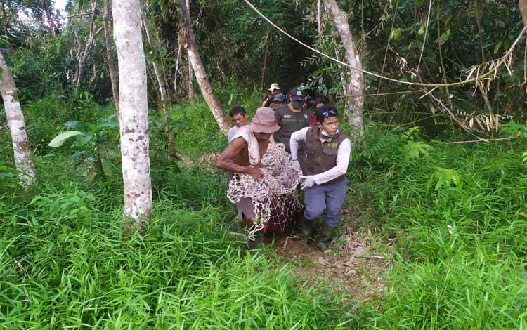 Petugas BKSDA Kalteng mengangkat tubuh orangutan yang dibius keluar dari hutan di Desa Batuah, Kecamatan Seranau