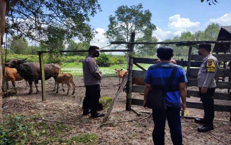 Upaya Cegah PMK, Kapolres Sukamara Perintahkan Bhabinkamtibmas Imbau Peternak Waspada