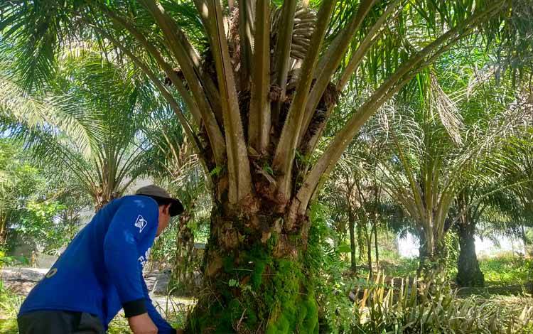 Petani saat membersihkan sawitnya