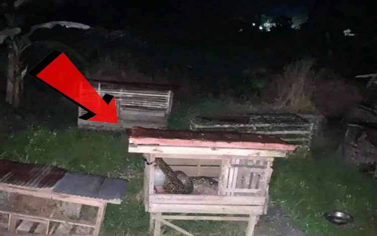 Warga Jalan SPG Sampit, Kaget Melihat Hewan Ini di Kandang Ayamnya