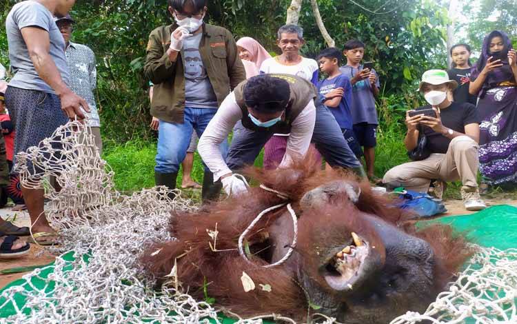 Orangutan yang diselamatkan oleh tim BKSDA di Desa Batuah, Kecamatan Seranau
