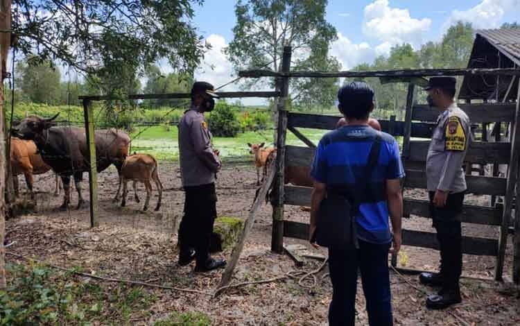 Sukamara Masih Aman dari Penyebaran Penyakit Mulut dan Kuku
