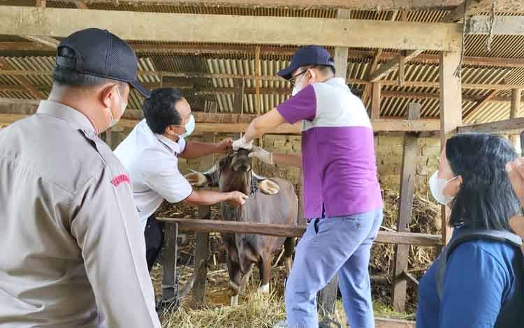 Bhabinkamtibmas Polsek Dusun Tengah Dampingi Surveilans Penyakit Mulut dan Kuku