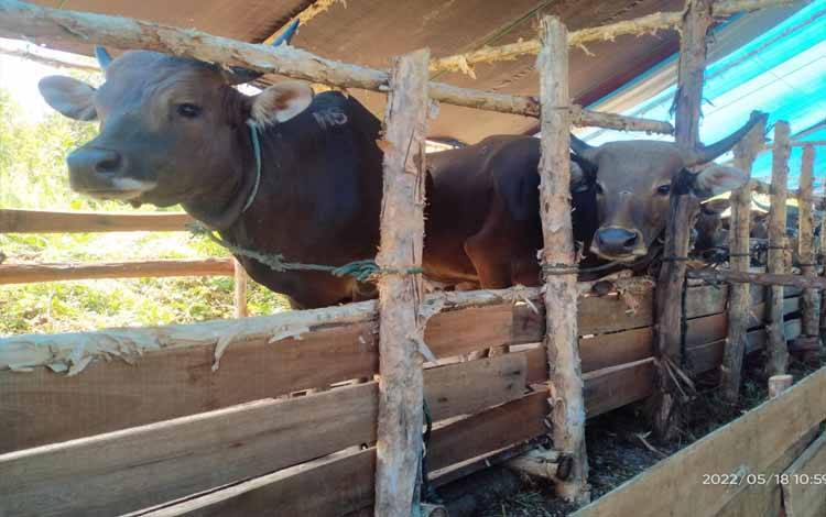 Sapi di penyalur hewan kurban Palangka Raya