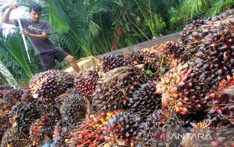 Apkasindo Klaim Harga TBS Petani Naik Usai Larangan Ekspor CPO Dicabut