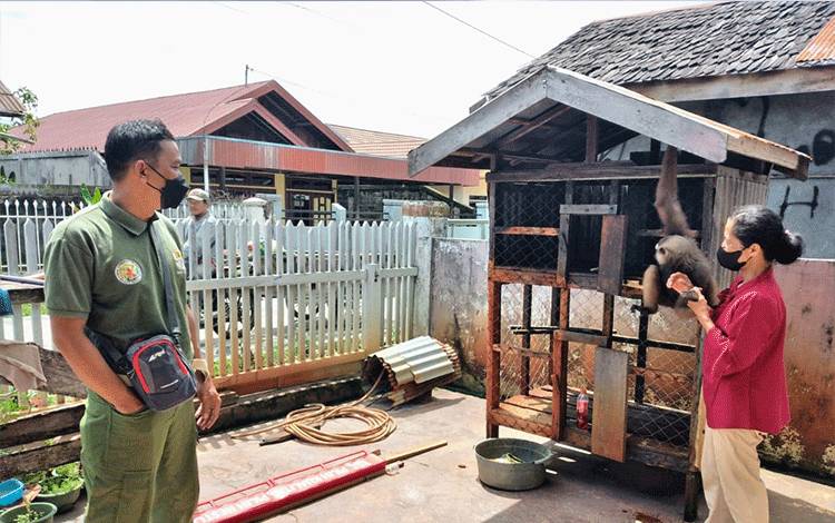 Komandan BKSDA Pos Jaga Sampit, Muriansyah, saat berkomunikasi dengan warga yang ingin menyerahkan owa/?