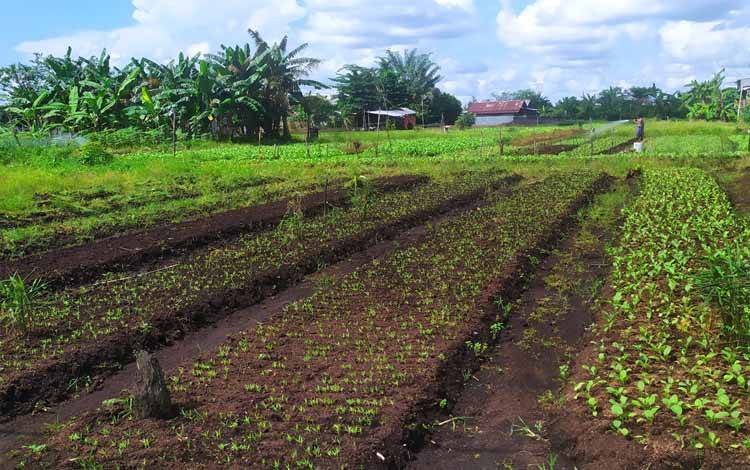 Petani Gagal Panen karena Banjir, Pasokan Sayur di Sampit Berkurang