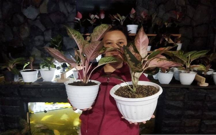 Bisnis Tanaman Aglonema Jadi Solusi Usaha pada Masa Pandemi COVID-19