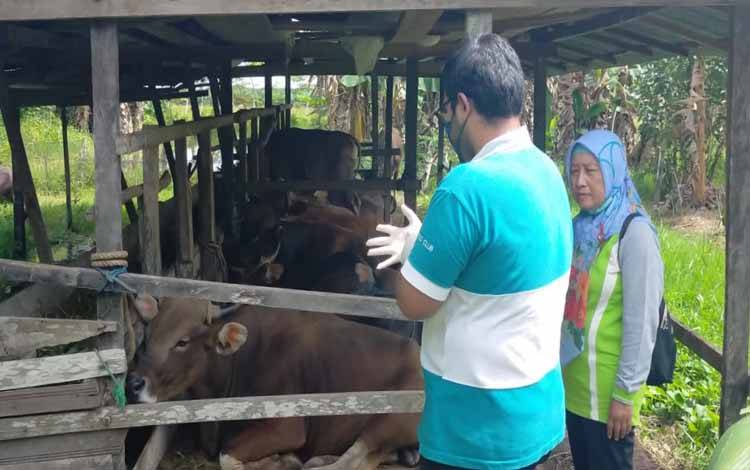 Pedagang di Sampit Siap Datangkan Sapi dari Sulawesi