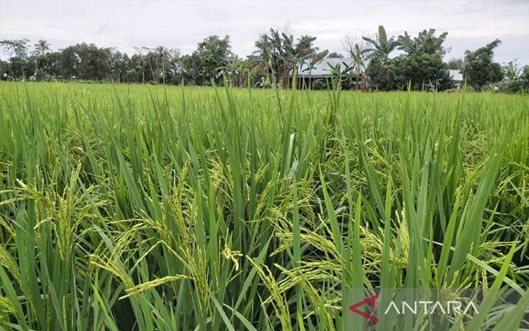 Pemprov Kalteng akan Bantu Benih untuk Petani Terdampak Hama Tungro
