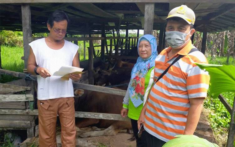 17 Ekor Sapi di Kotim Terjangkit Penyakit Mulut dan Kuku