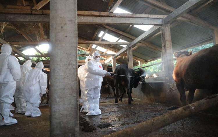 Kementan: Perketat Budi Daya Ternak dengan Biosecurity untuk Cegah PMK