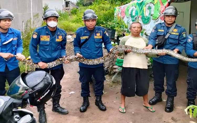 Piton 3 Meter Mangsa Burung Kesayangan Kakek ini