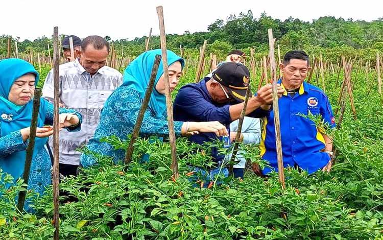 Desa Trinsing Kembangkan Budidaya Tanaman Cabe Rawit