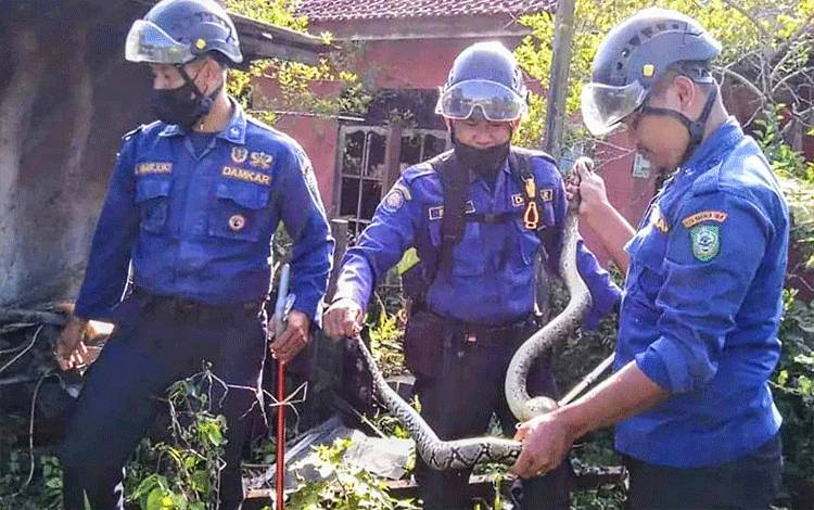 Petugas Disdamkarmat Kotim mengamankan seekor ular di halaman warga Kelurahan Sawahan, Sampit, Kotawaringin Timur.