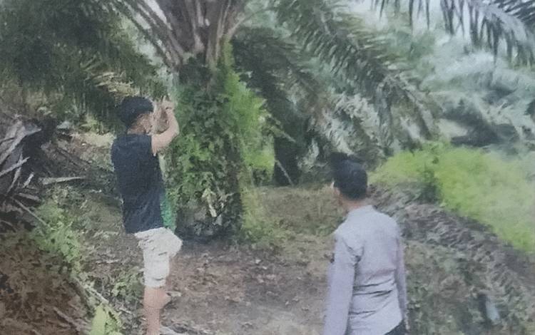 TKP curi sawit tersangka Krisdianto.