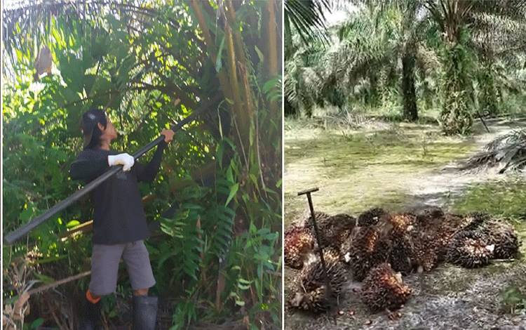 Harga Sawit Kian Mencekik Petani, Hasil Panen tak Cukupi Biaya Operasional