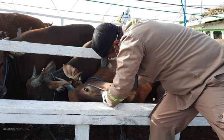 Balai Karantina Palangka Raya Awasi Lalu Lintas Ternak Sapi