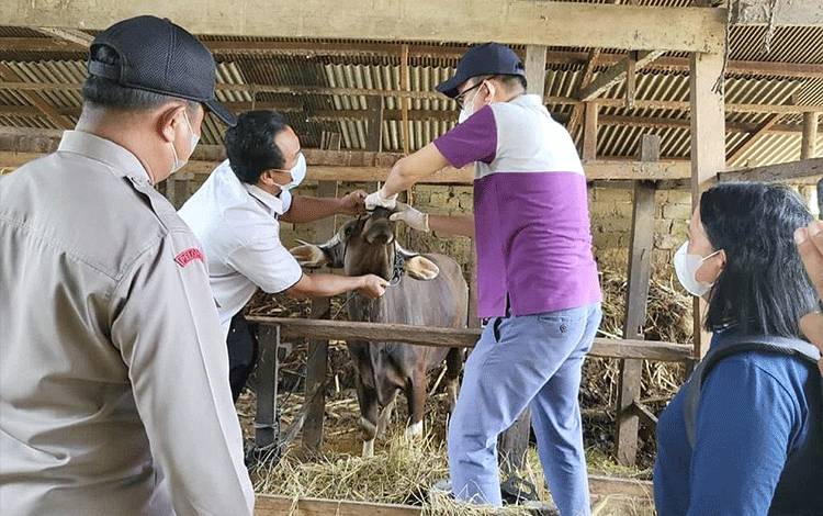 Polres Barito Timur Pantau Penyebaran Penyakit Mulut dan Kuku pada Ternak