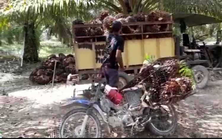Tanggapi Soal Anjloknya Harga TBS, DPRD Kobar Meminta Pemerintah Cepat Ambil Sikap