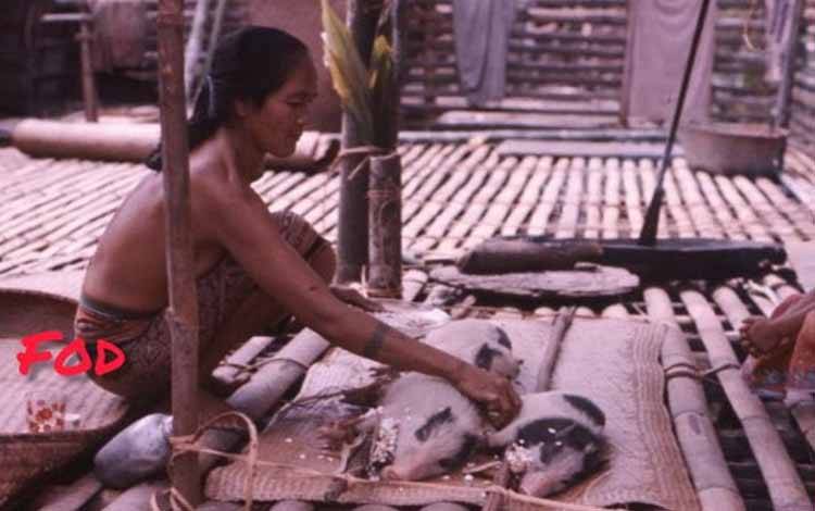 Babi Digunakan untuk Melihat Masa Depan dalam Ritual Adat Dayak