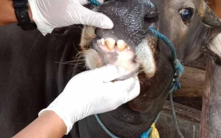 Pemeriksaan sapi di RPH Kalampangan