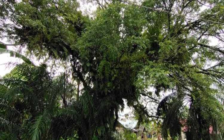 Pohon keramat di Desa Mankatip