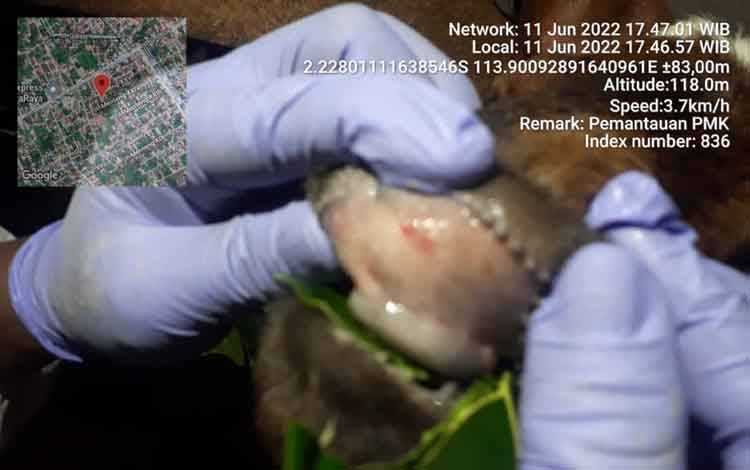 Dokumentasi drh Eko, penyakit mulut dan kuku pada sapi