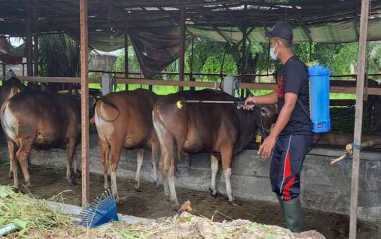 Cegah PMK, Hewan Kurban di Palangka Raya Disemprot Disinfektan