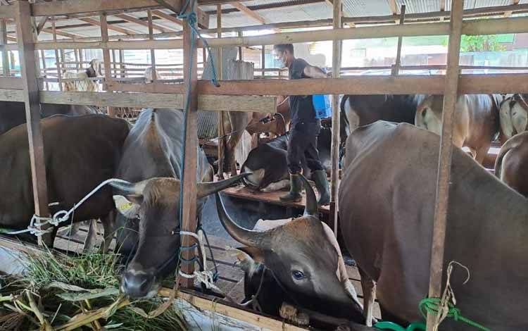 Hewan Kurban di Palangka Raya Dipastikan Cukup untuk Iduladha