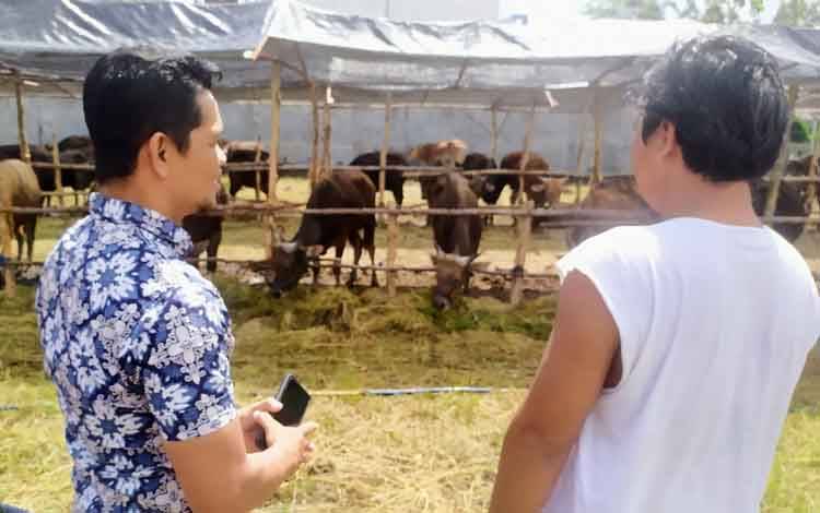 Sapi Jawa Timur Tak Boleh Masuk, ini Harga Sapi Sulawesi di Sampit