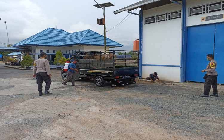 Antisipasi PMK, Angkutan Bawa Ternak Dicek Sebelum Masuki Kalteng di Kapuas