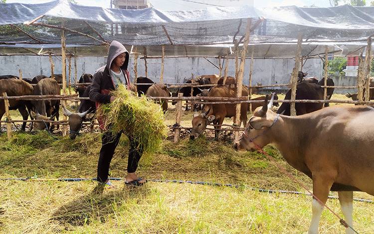 Dinas Pertanian Kotim Pastikan Daging Sapi Aman Dikonsumsi?