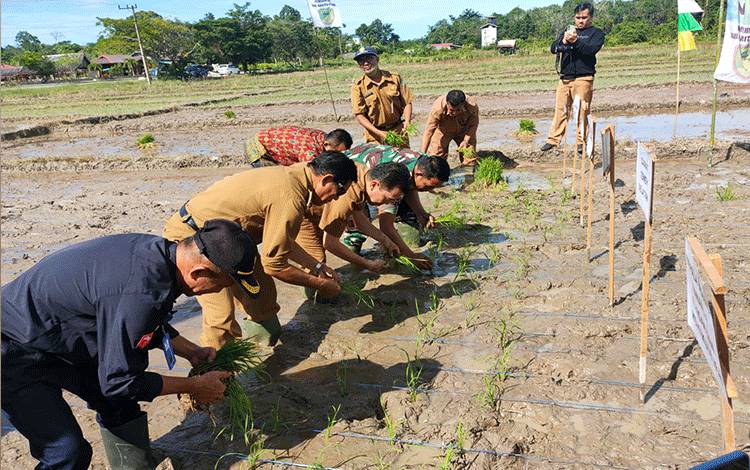 Danramil 1013-03 Teweh Tengah Dukung Kegiatan Tanam Padi