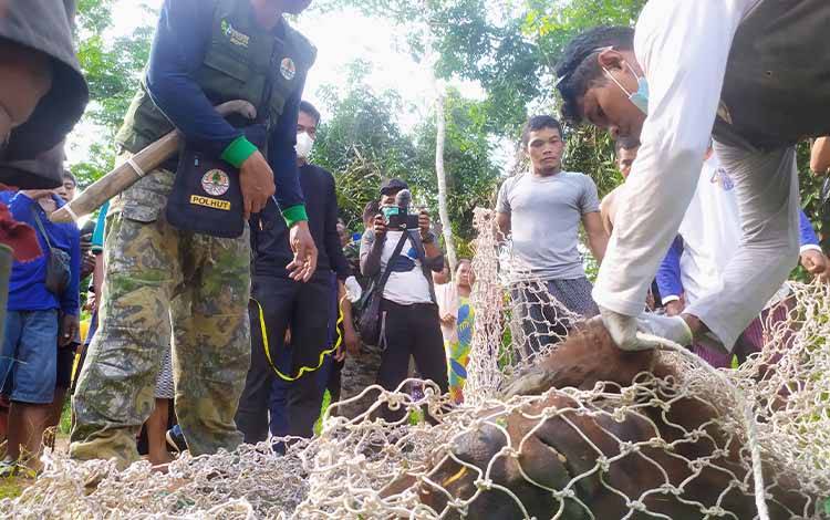 BKSDA Akan Segera Cek dan Evakuasi Orangutan di Desa Batuah