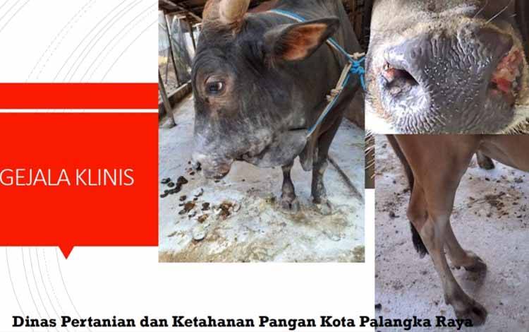 Kondisi Sapi yang tertular PMK di Palangka Raya