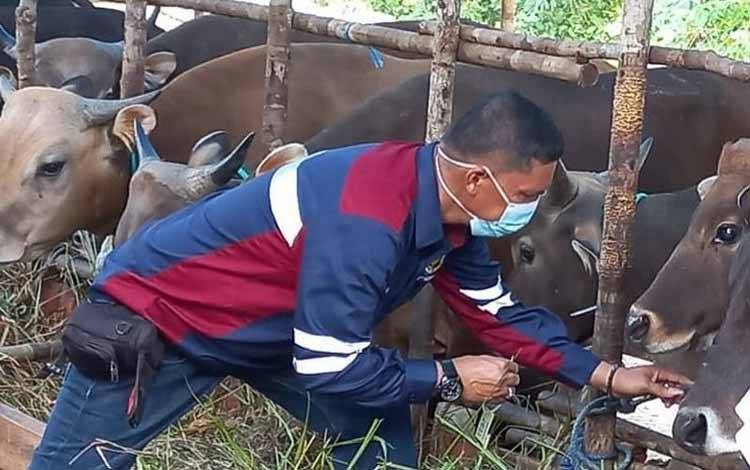 Palangka Raya Belum Dapat Vaksin PMK