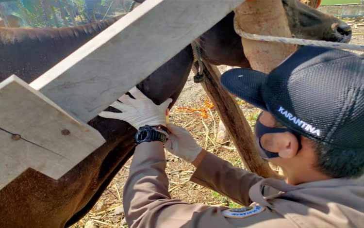 Salah satu petugas dari Dinas Pertanian dan Peternakan Kabupaten Lamandau memeriksa kesehatan hewan kurban