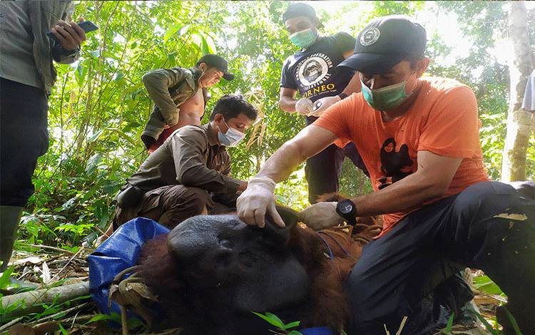 Orangutan di Desa Batuah Diberi Nama Kamapit